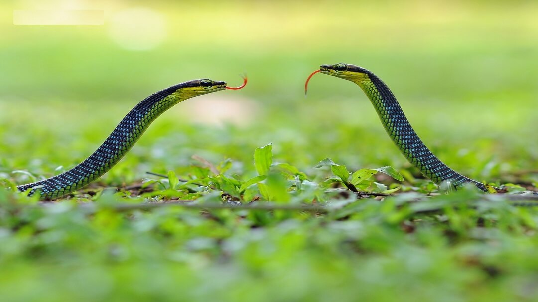 Mơ thấy hai con rắn cắn nhau
